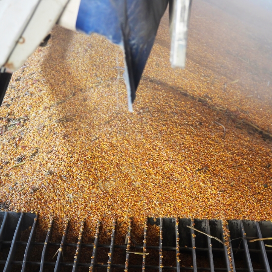 Grain Being Loaded in a Conveyor Belt
