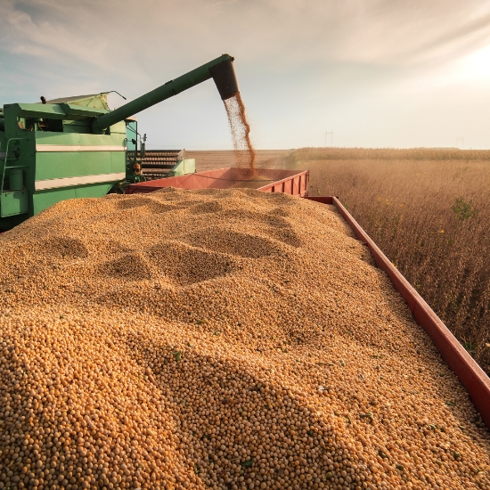 Farm Equipment Harvesting Grain in a Field