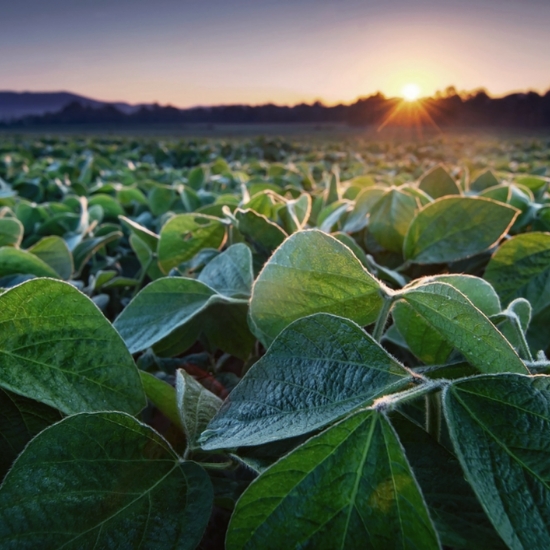 The Sun Emerges Above a Vast Field of Leafy Greens