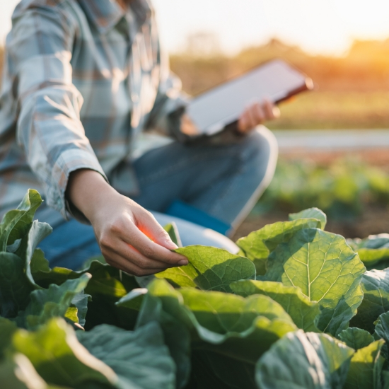 Woman Inspecting Green Leafy Crops